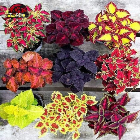 Mudas de Coleus