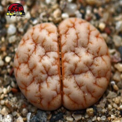 comprar cacto pedra gracilidelineata
