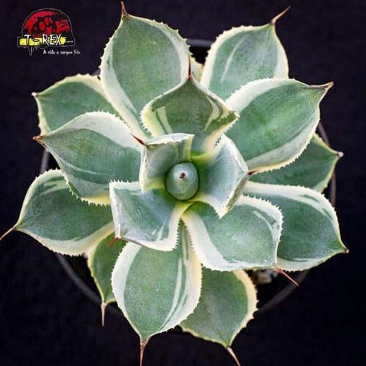 Muda de Planta Suculenta...