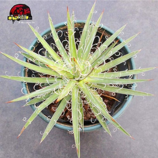 comprar muda de suculenta exotica