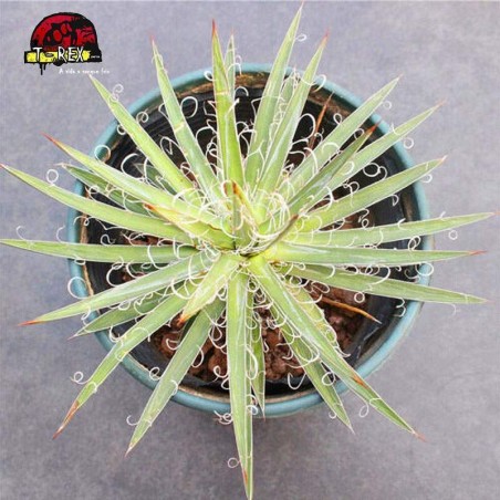 comprar muda de suculenta exotica