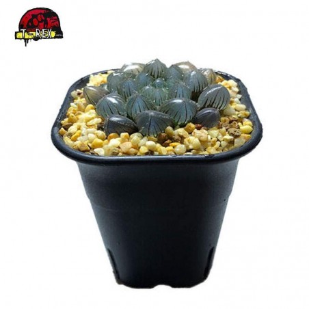 planta suculenta raridade Haworthia