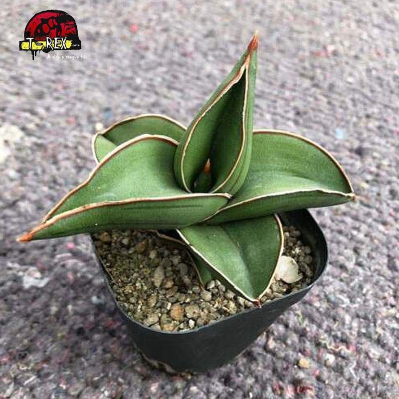 comprar planta suculenta rara
