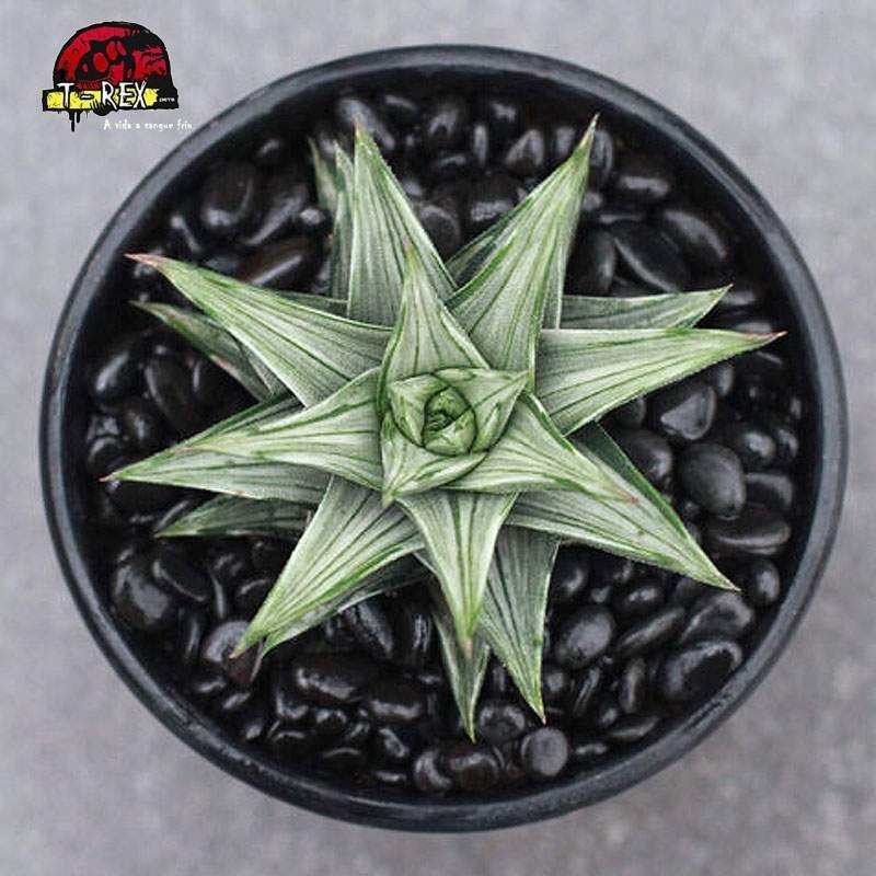 comprar suculenta Haworthia Torre rara
