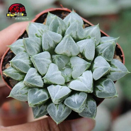 comprar muda de suculenta liliaceae