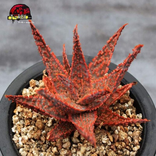 comprar raridade de suculenta vermelho natal aloe