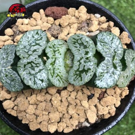 comprar suculenta no brasil rara  Haworthia Truncata