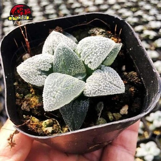 comprar suculenta rara comptioniana emelyae