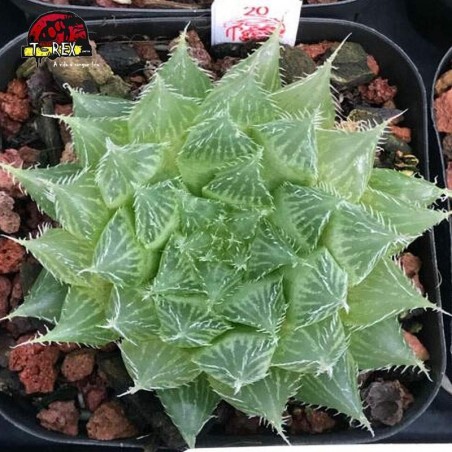 muda de suculenta rara Bolusii tdlod