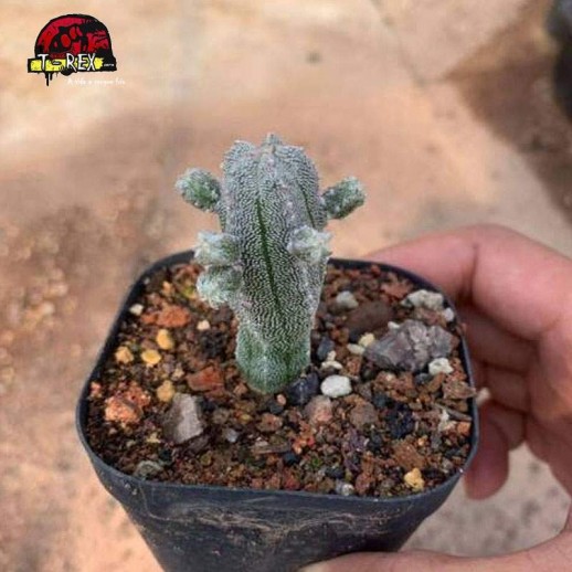 aonde comprar cacto raro