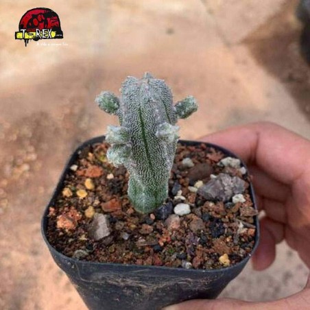 aonde comprar cacto raro