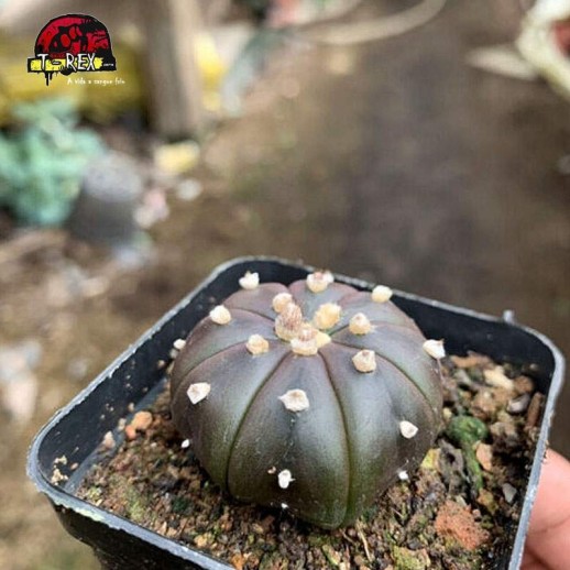 mudas de cacto raro