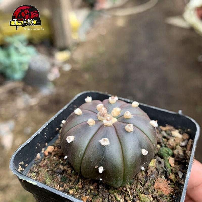 mudas de cacto raro