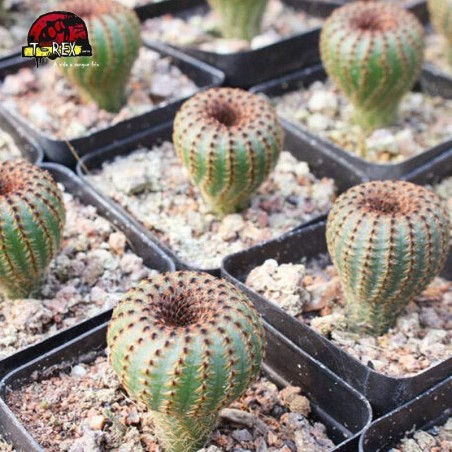 mudinhas de cacto para venda