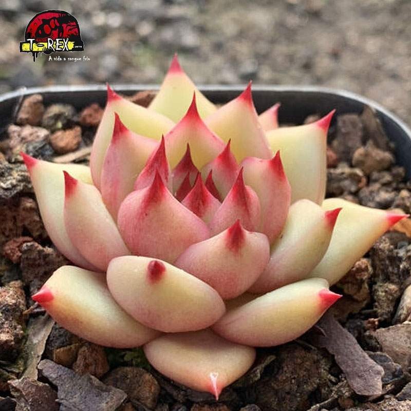 muda raro de suculenta