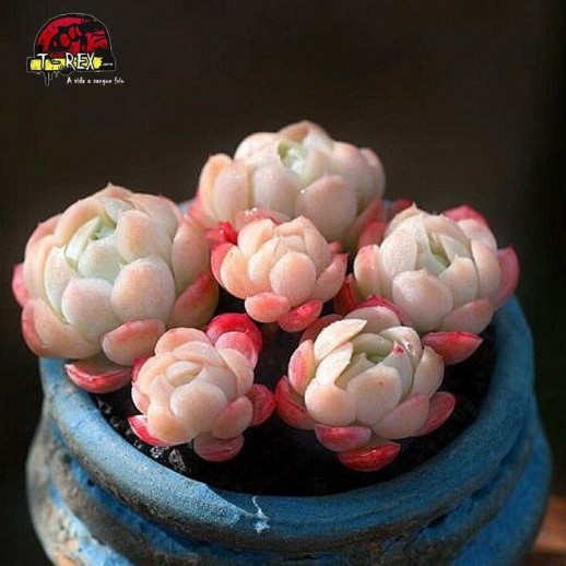 comprar suculenta Cream Berry