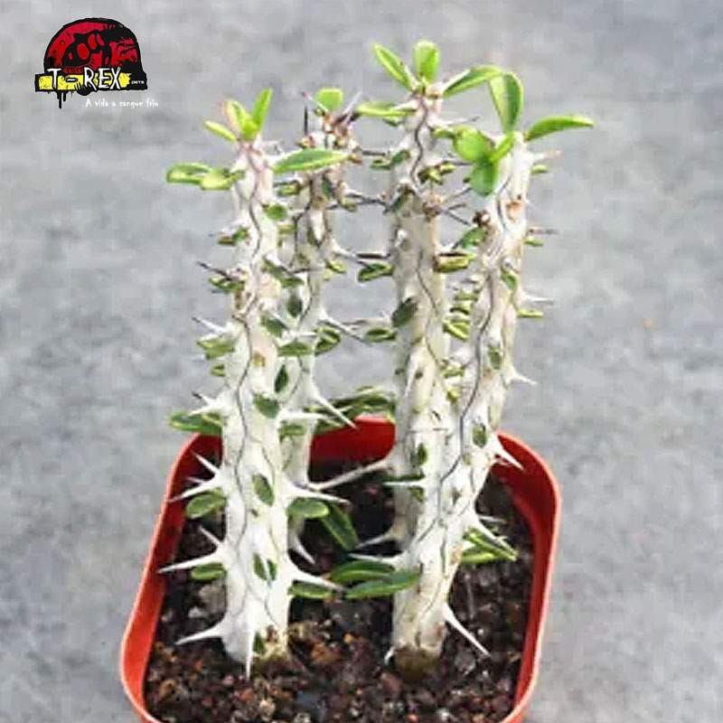 vendas de suculenta