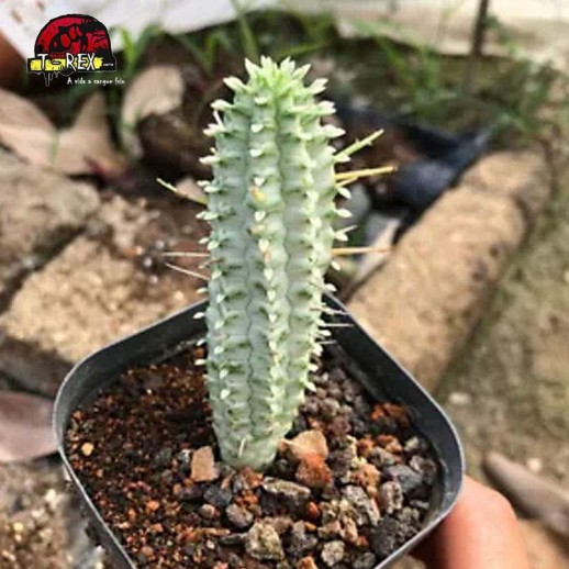 venda de cacto raro