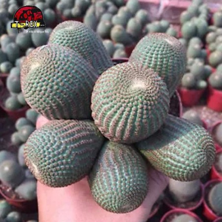 comprar muda de suculenta