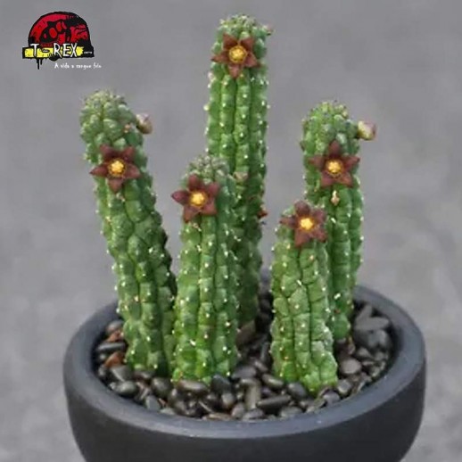 comprar muda de suculenta