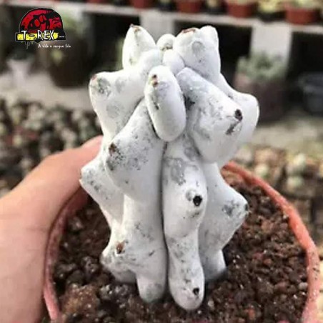 comprar suculenta raridade