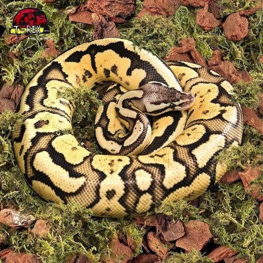 substrato para cobras e répteis