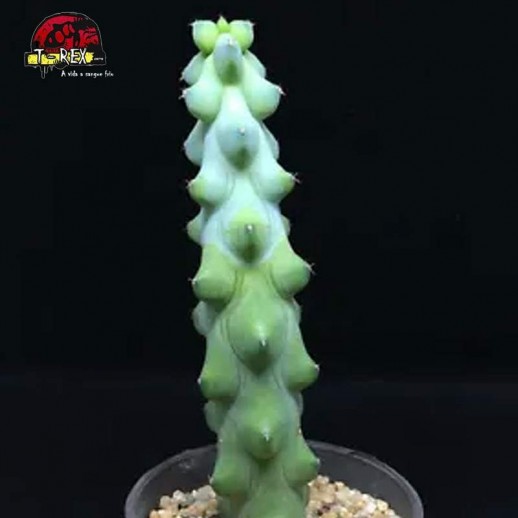venda de suculenta raridade