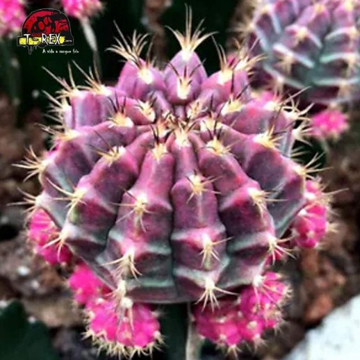 comprar suculenta rara
