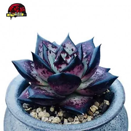 comprar suculenta rara