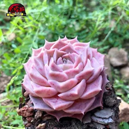 comprar muda de suculenta rara