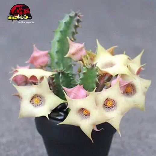 comprar mudas de suculenta rara