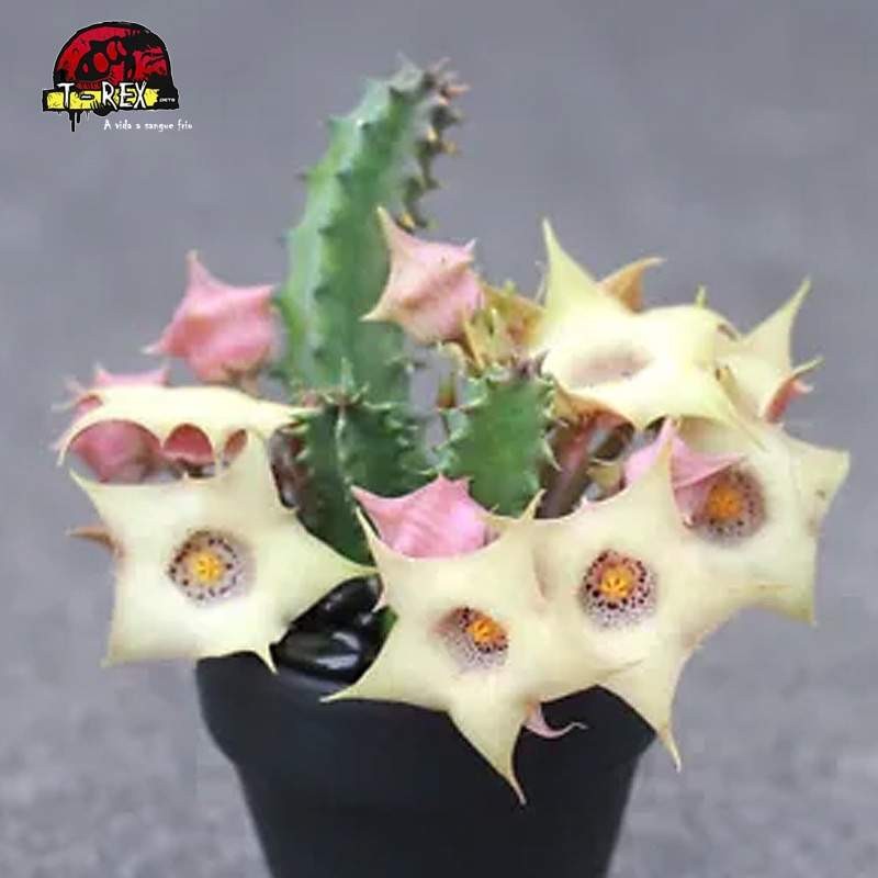 comprar mudas de suculenta rara