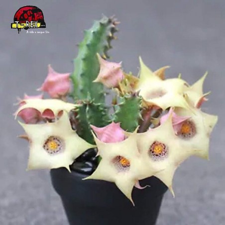 comprar mudas de suculenta rara