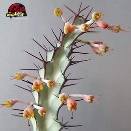 comprar muda de cacto