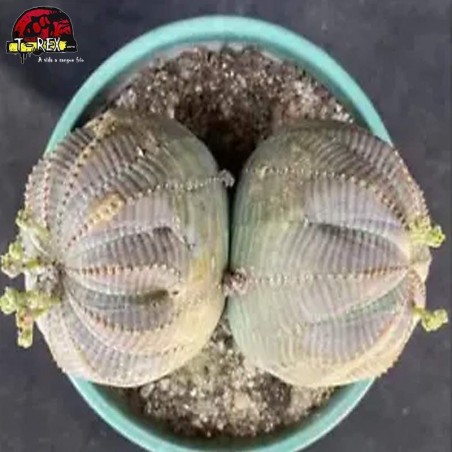 muda de suculenta rara