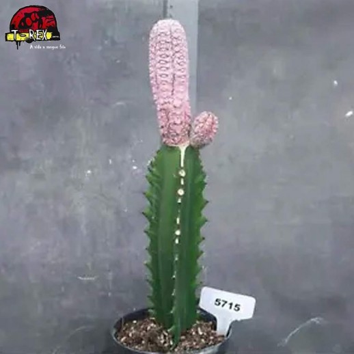 comprar muda de suculenta rara