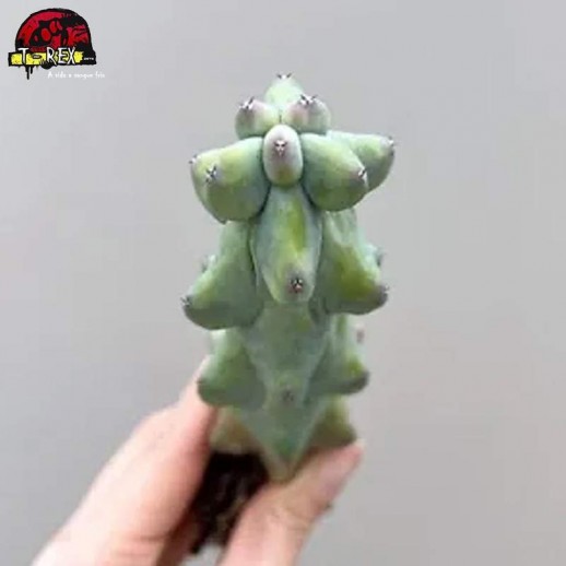 comprar muda de suculenta rara
