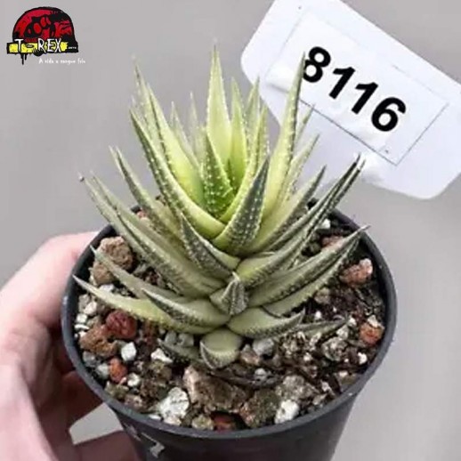 Muda De Suculenta Koteki