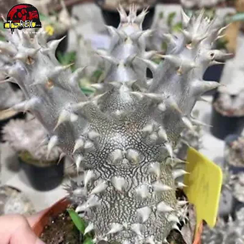 comprar muda de suculenta rara no brasil