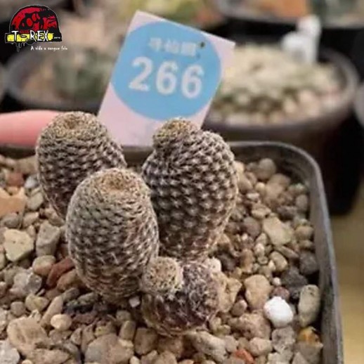 muda de cacto raro