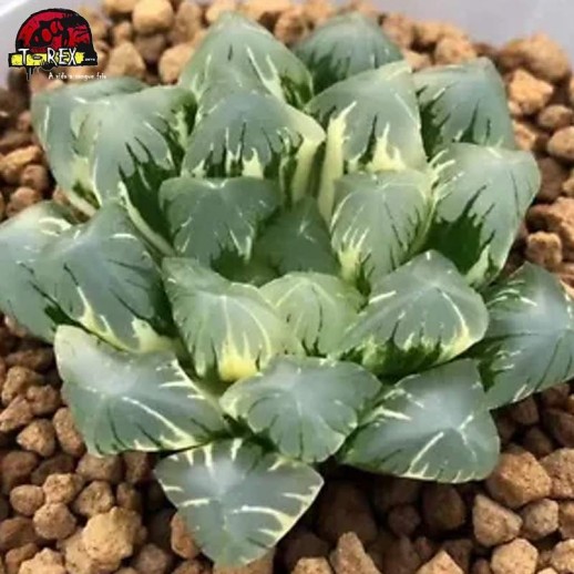 comprar muda de suculenta rara