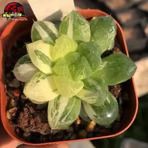 comprar muda de suculenta rara