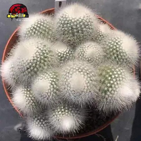 comprar muda de suculenta rara