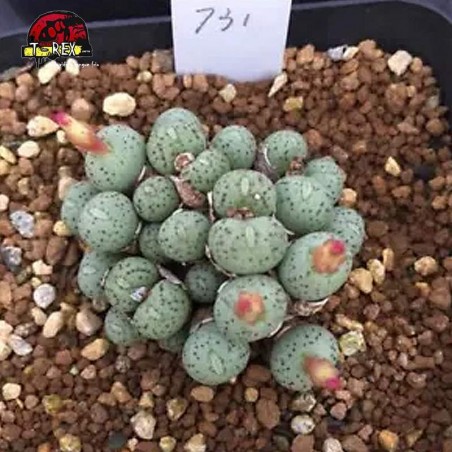 comprar muda de suculenta rara