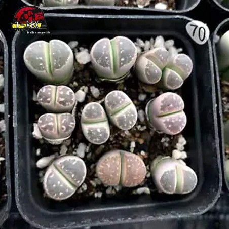 muda de suculenta rara