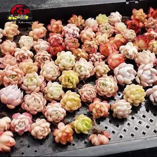 comprar muda de suculenta rara