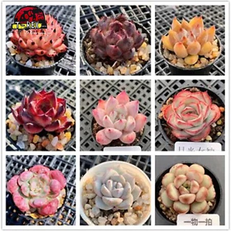 comprar muda de suculenta rara