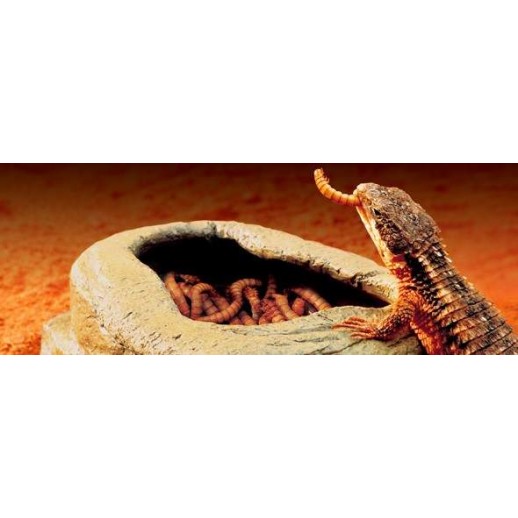 Worm Dish