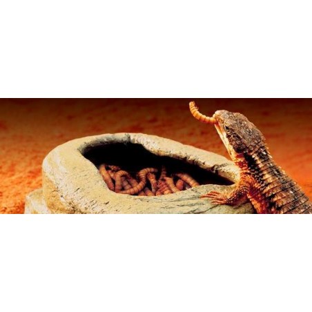 Worm Dish
