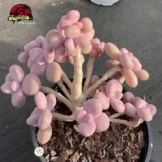 comprar muda de suculenta rara
